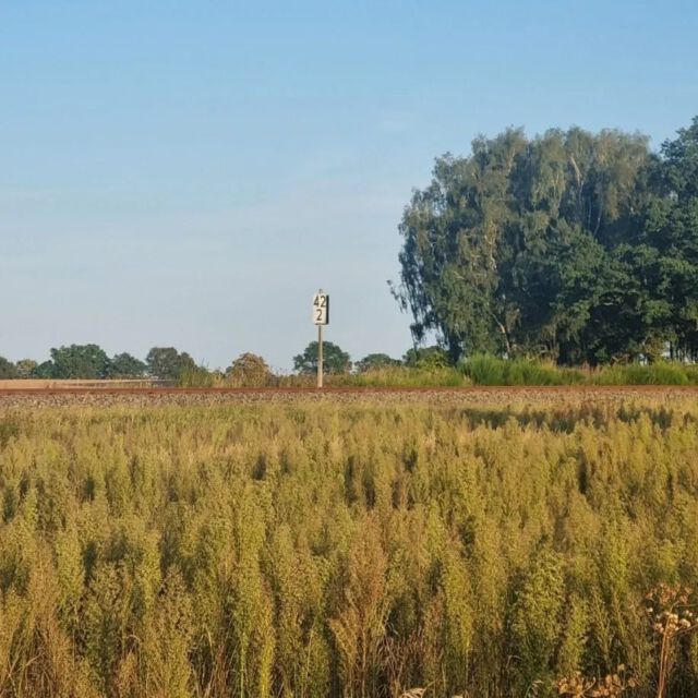 Was strukturiert den Raum? Was bestimmt, wo die Wege verlaufen, wie öffnet und schließt sich die Landschaft? Versuch einer Systematik entlang der Temnitz.

"Strich in der Landschaft", die erste Textserie meiner Residency, ist jetzt in sechs Teilen vollständig auf der Webseite veröffentlicht:

Straße --- Fluss --- Schiene --- Graben --- Draht --- Hund

#naturewriting #raum #struktur #temnitzschreiber  #amttemnitz #temnitz #residency