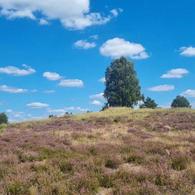Die letzten Wochen waren sehr intensiv – weniger der Natur wegen allerdings. Jetzt, wo nun endlich auch die Wahlen durch sind – die Temnitz hat sich dabei nicht gerade als politisch stabil erwiesen, muss man bedauerlicherweise feststellen – gibt es Raum für kleine Rückblicke. Zum Beispiel: Als wir vor zwei Wochen in der gerade verblühenden Kyritz-Ruppiner Heide den Erfolg der Bürgerbewegung FREIe HEIDe feierten. 15 Jahre ist die Entscheidung des Verteidigungsministeriums nun her, die Pläne für das Bombodrom auf Eis zu legen – 17 Jahre lang kämpfte zuvor eine Bürgerinitiative von unten, aus der Region, gegen den geplanten Bombenübungsplatz der Bundeswehr und setzte sich, wie selten das ist!, letztendlich mit Druck vor Gericht und von der Straße durch. Julia von Grünberg organisierte aus diesem Anlass eine schöne Gedenkveranstaltung am Sielmannturm bei Pfalzheim, mit Gottesdienst, Picknick und Raum für Erinnerungen.
 
Ich hielt zu diesem Anlass eine Rede, die vom Begriff der Freiheit ausging und den Bogen spannte von der Freiheit der Naturfläche Heide – die ja als Naturraum rein menschgemacht ist – über die Ambivalenz der politischen Freiheit der Heide-Kolonist*innen des 18. Jahrhunderts zur Frage, wie unsere Freiheit nicht auf Kosten der Freiheit von vom neuen Imperialismus bedrohten Ländern gehen kann - für eine autoritarismuskritische, schwurbelreflektierte Friedensbewegung. Der Text wird, so ist es nun geplant, bald auf verschiedenen Wegen auch zu lesen und hören sein!

#freieheide #bürgerbewegung #bombodrom #kyritzruppinerheide #temnitzquell #temnitz #ruppinerland #friedensbewegung #ostermarsch #temnitzschreiber #residency